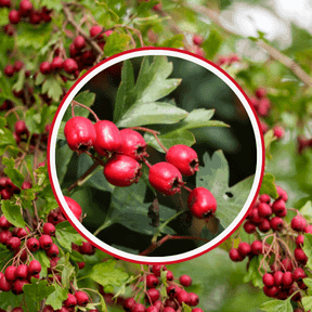 Goliath XL 10 Ingredients Hawthorn Berry