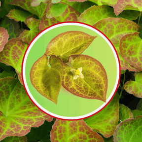 Goliath XL 10 Ingredients Horny Goat Weed