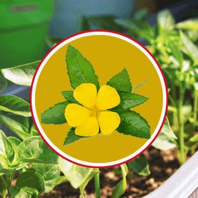 Goliath XL 10 Ingredients Cayenne