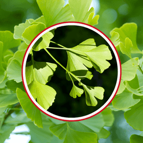 Goliath XL 10 Ingredients Ginkgo Biloba