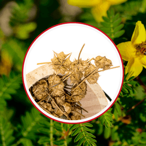 Goliath XL 10 Ingredients Tribulus Terrestris